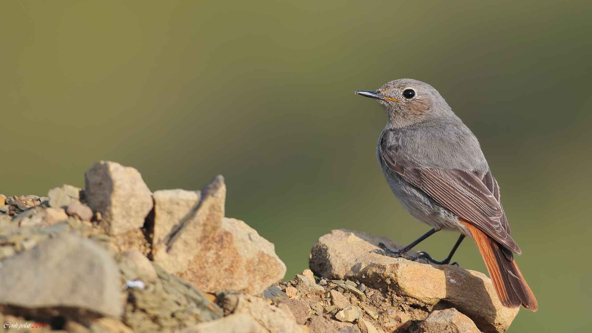 Black Redstart
